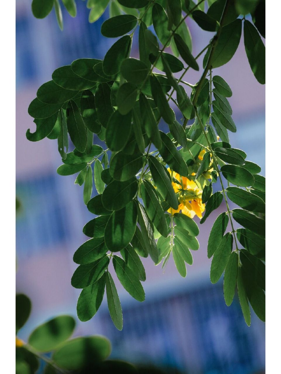 似乎一年四季都可以看到它～～ 黄槐决明--一款充满活力生机勃勃的小