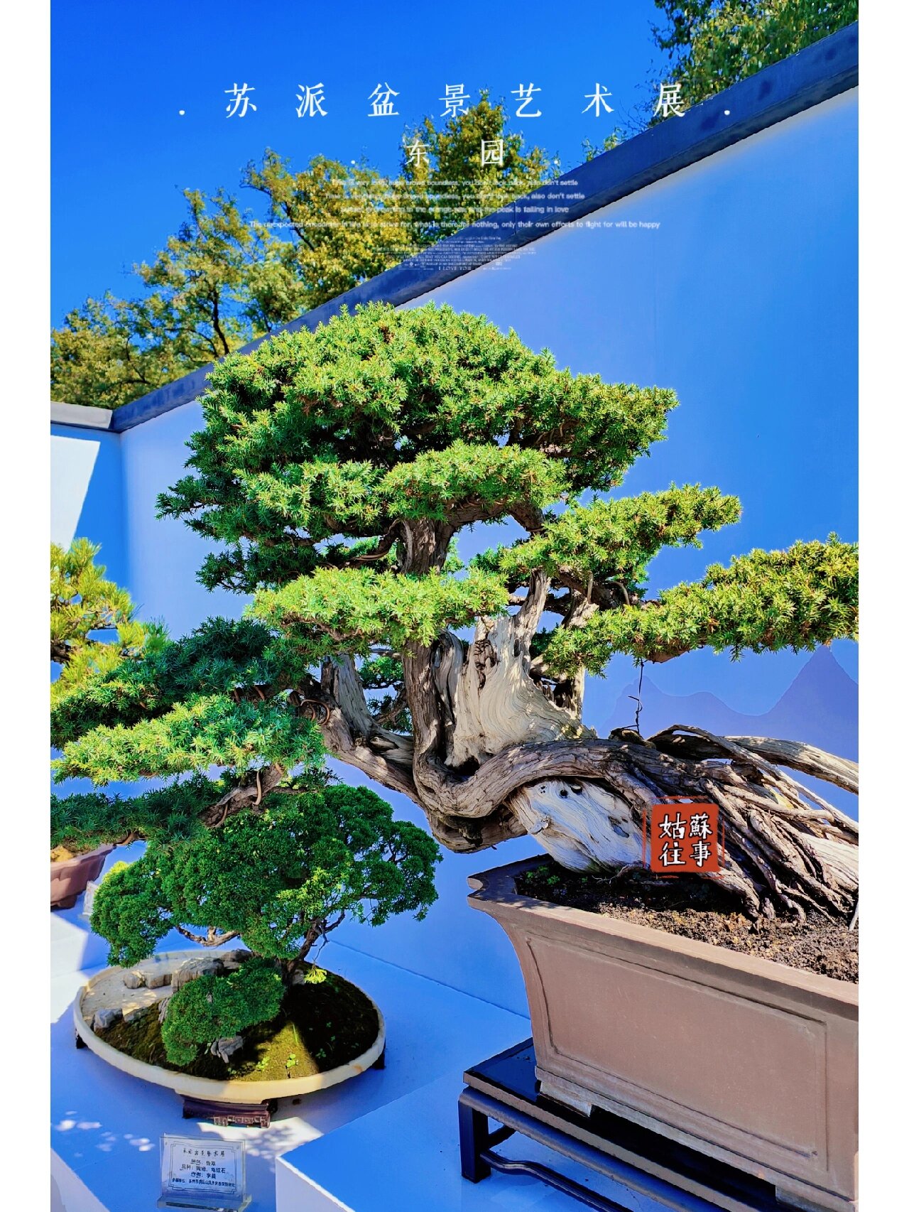 苏式园林‖苏派盆景艺术展 苏派盆景是是中华民族优秀的传统艺术之一