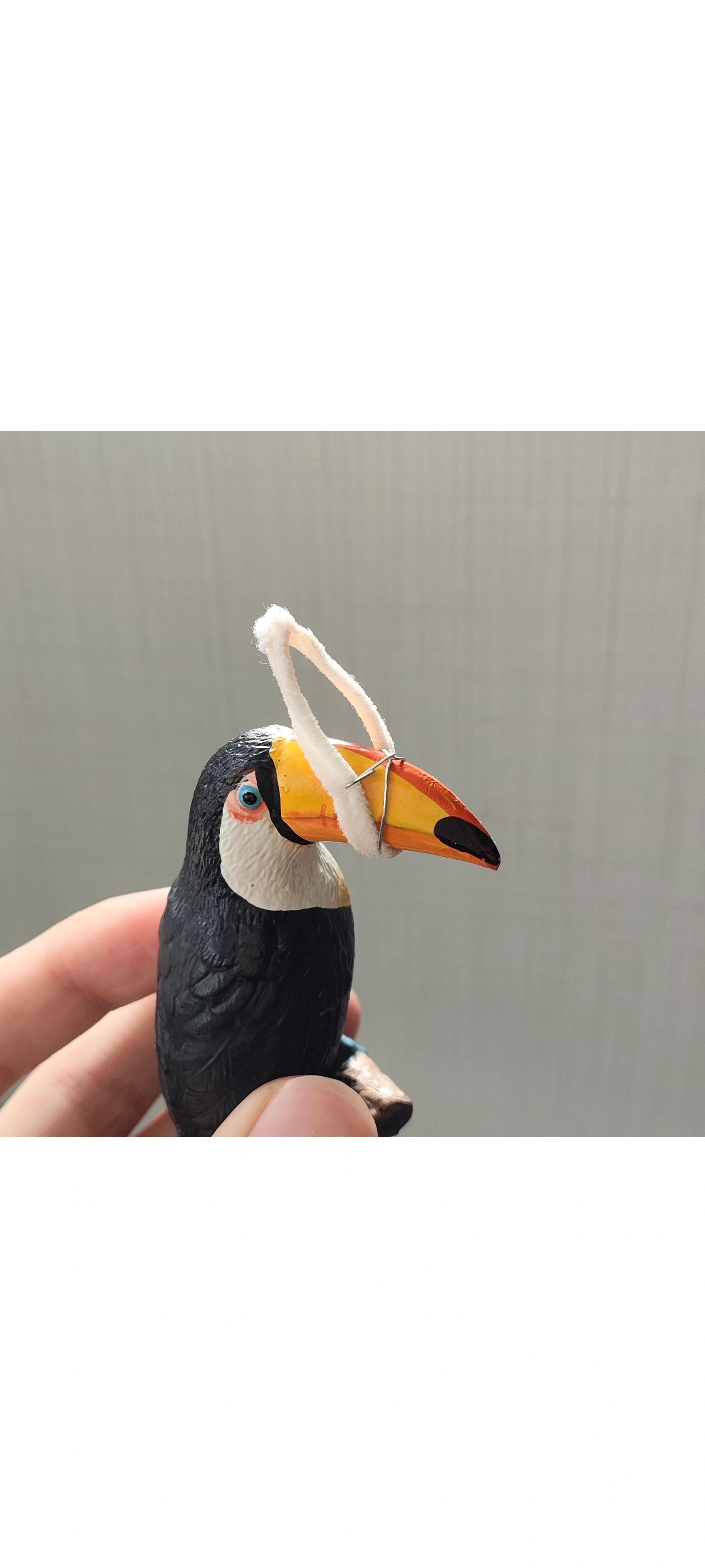 城市养公鸡防打鸣血泪史