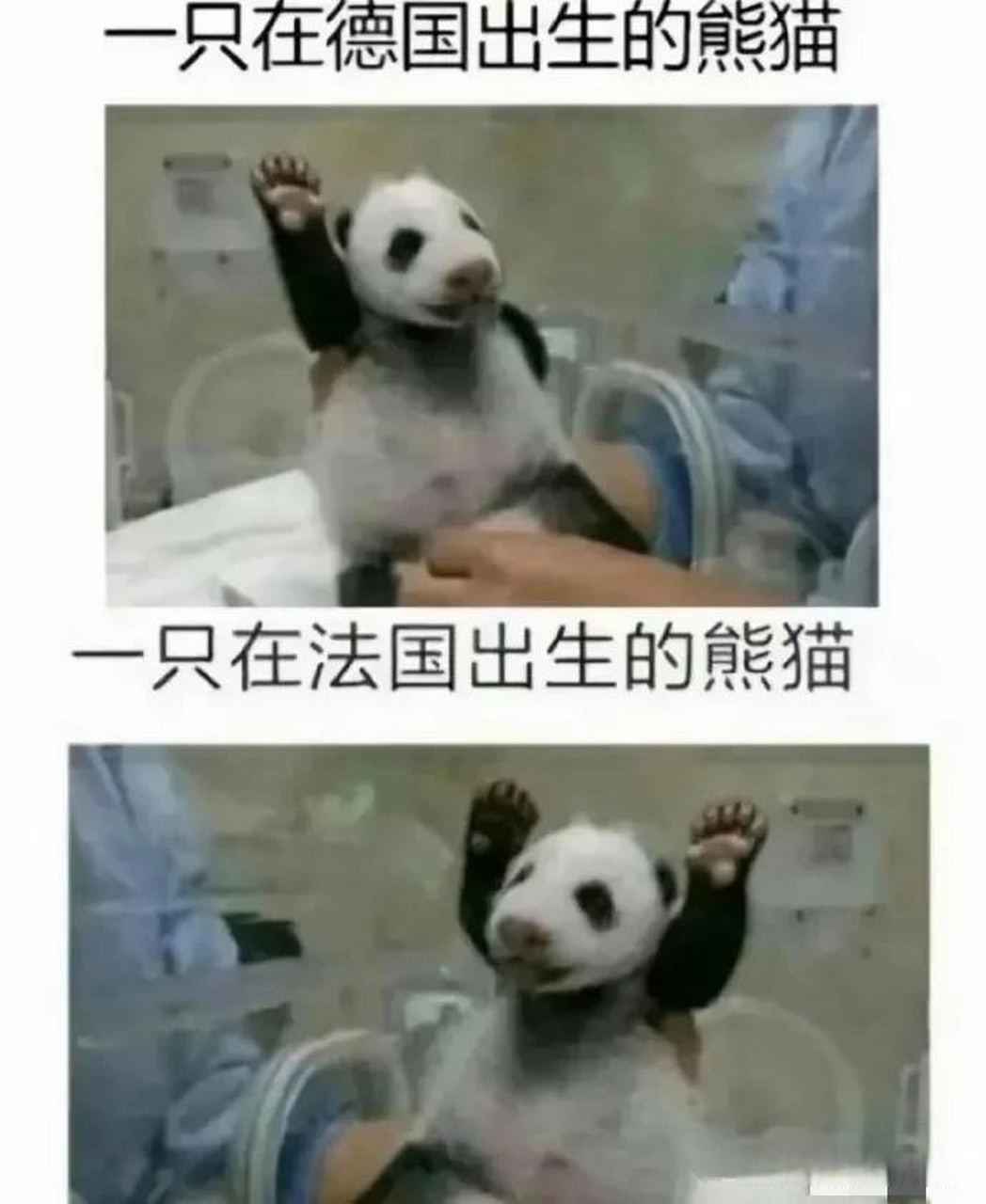 02 一个是在法国出生的熊猫,有法国的做派.