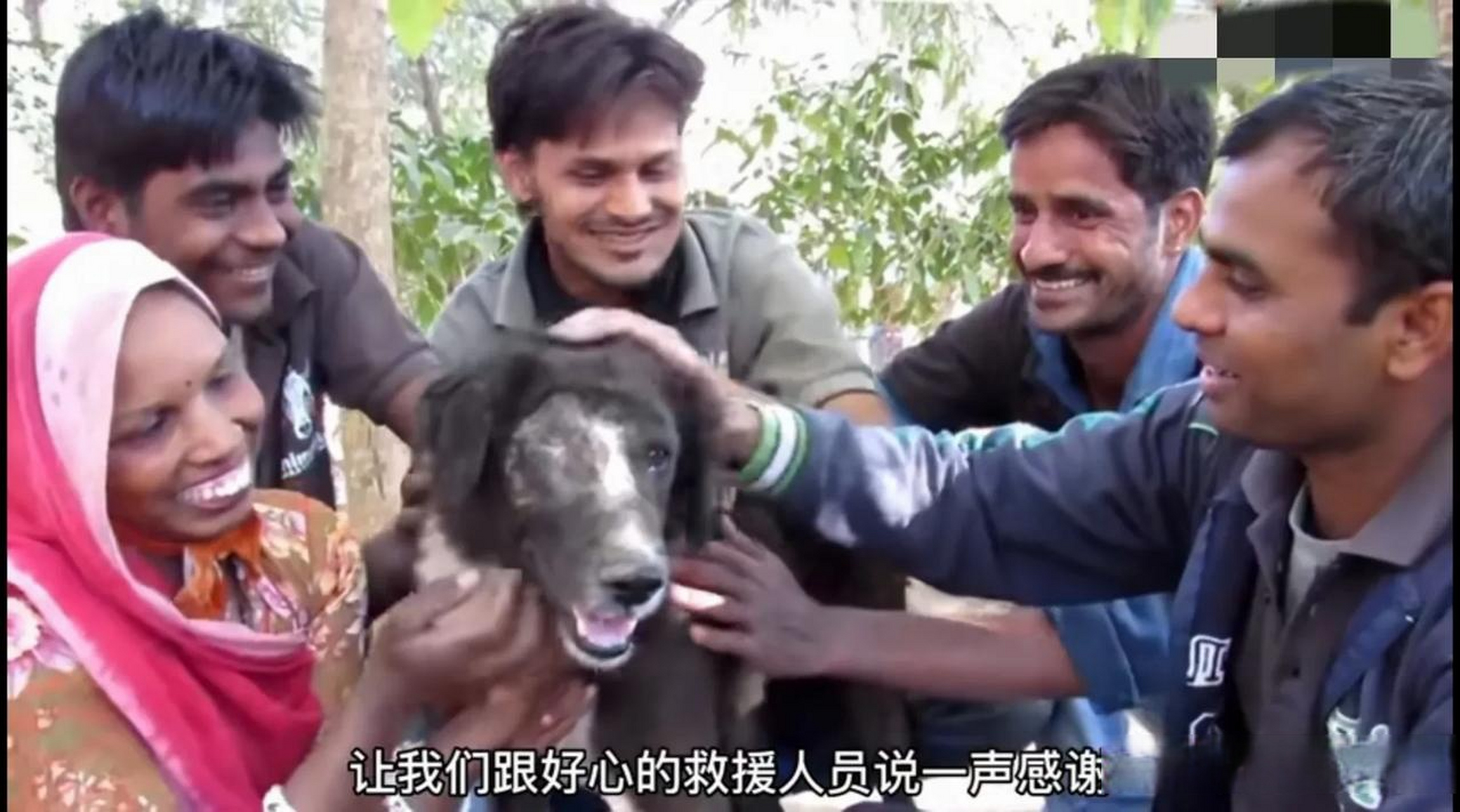 "印度的一只黑色的土狗,只见这只狗的头部受伤严重,被人遗弃在土坑里