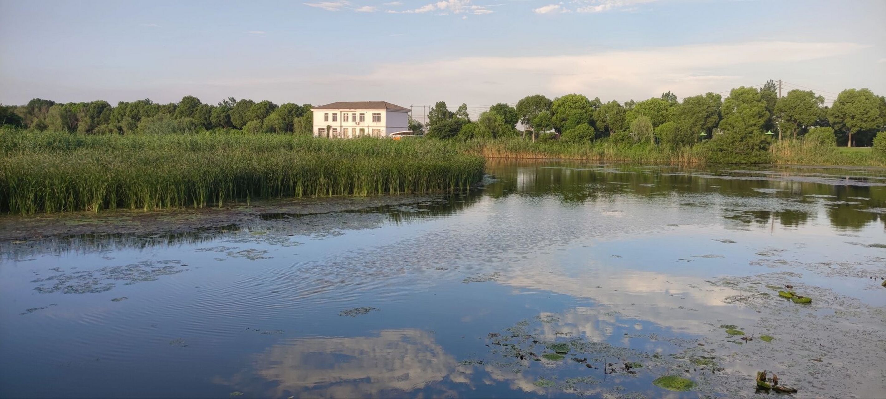 长荡湖湿地公园真的很推荐 位于溧阳的长荡湖湿地公园,有一部分属于