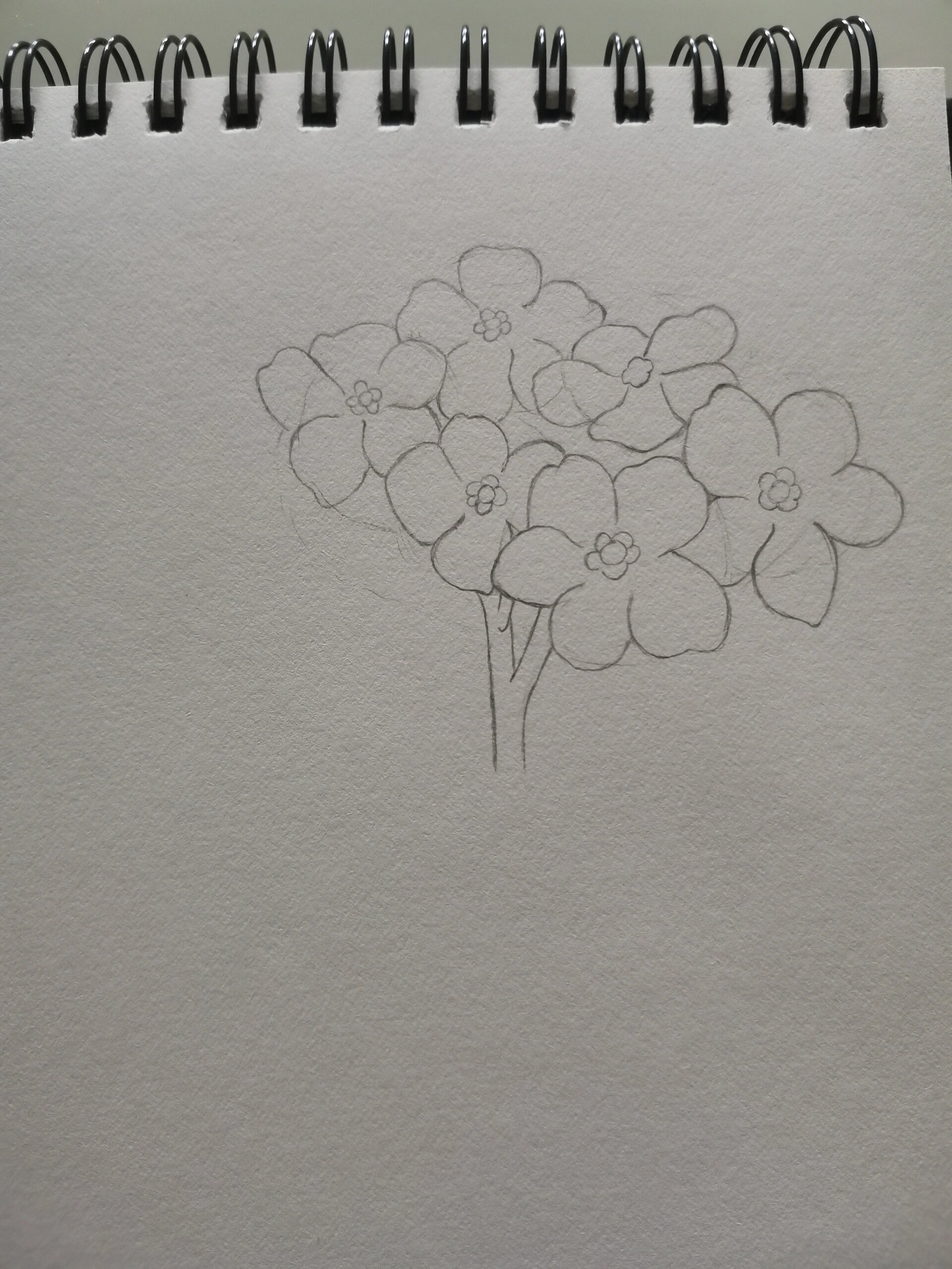 零基础学画画168～勿忘我(附步骤