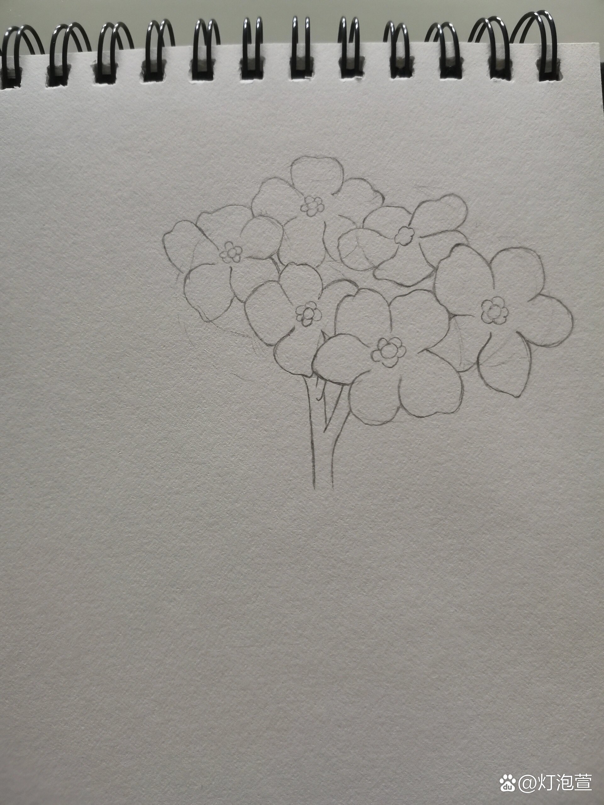 零基础学画画168~勿忘我(附步骤