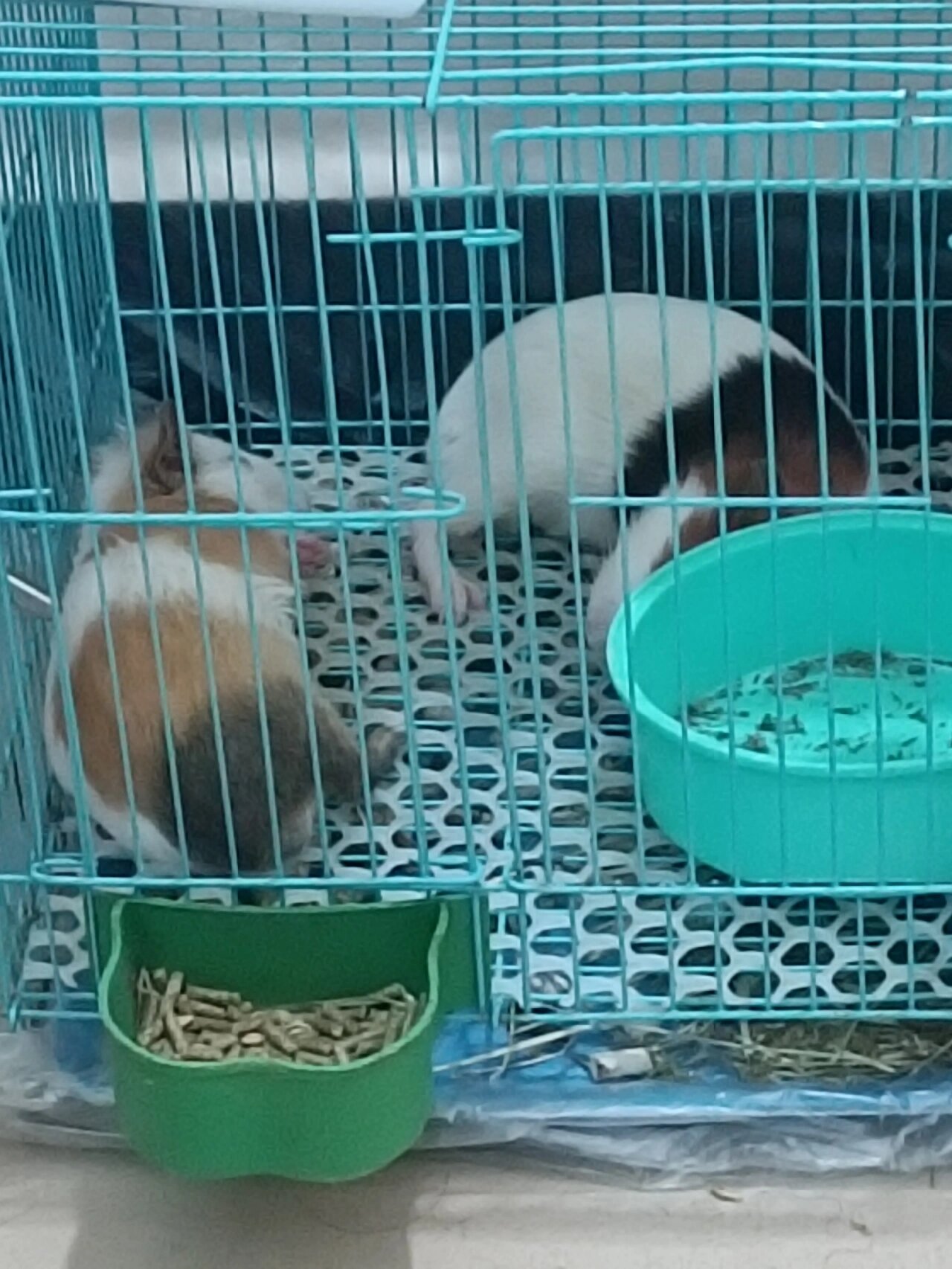 荷兰猪睡姿大赏