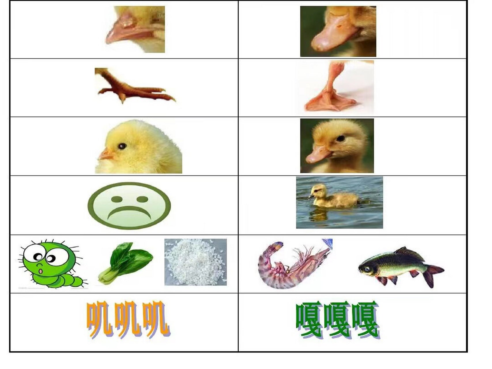 小鸡和小鸭ppt 幼儿园语言领域《小鸡和小鸭》ppt