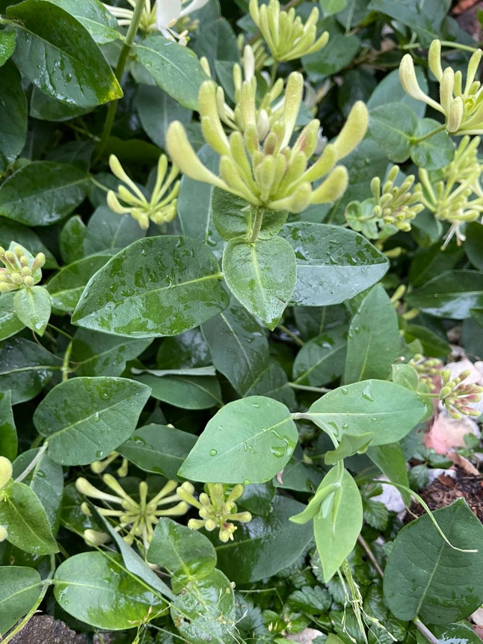 请问这是金银花嘛?