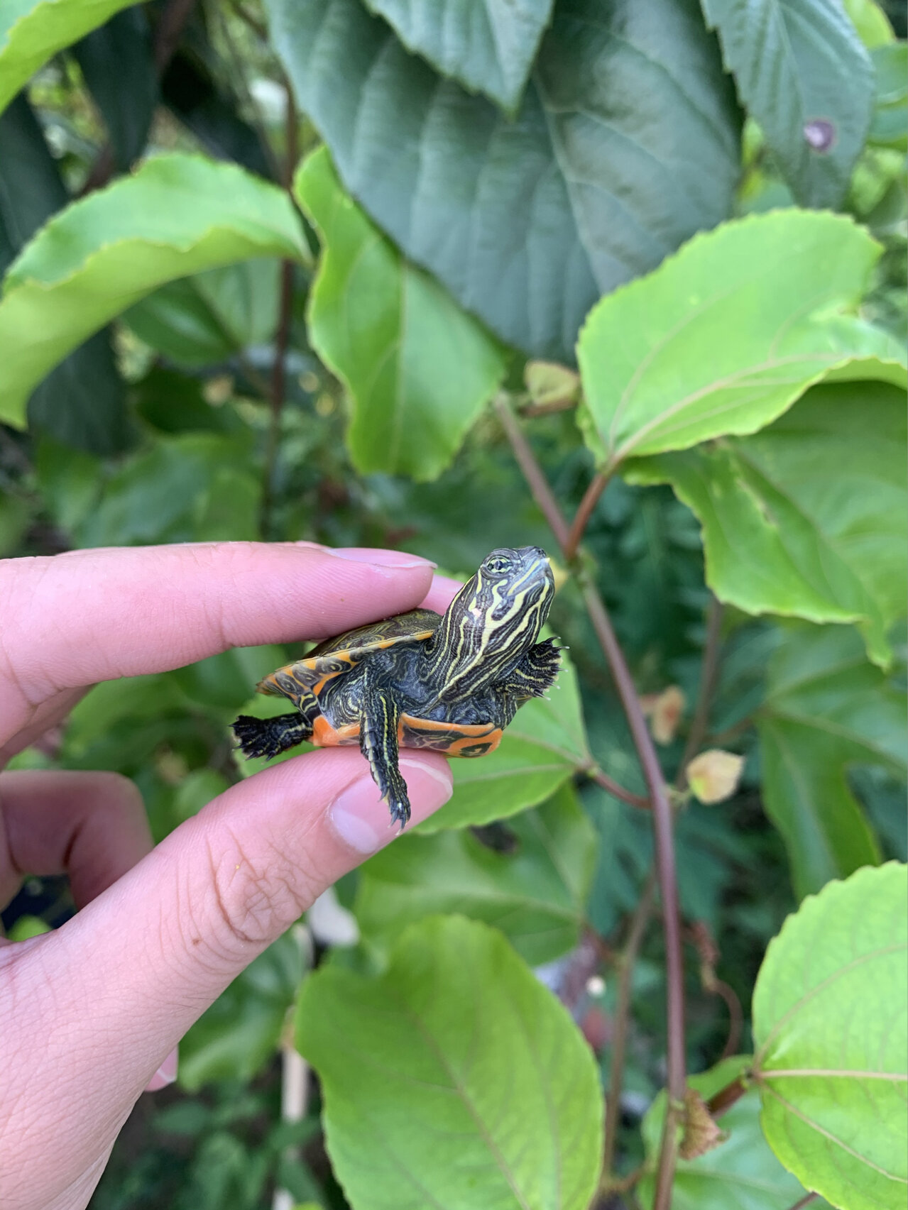 阿拉巴马龟,鲜红腹部,鲜艳背甲