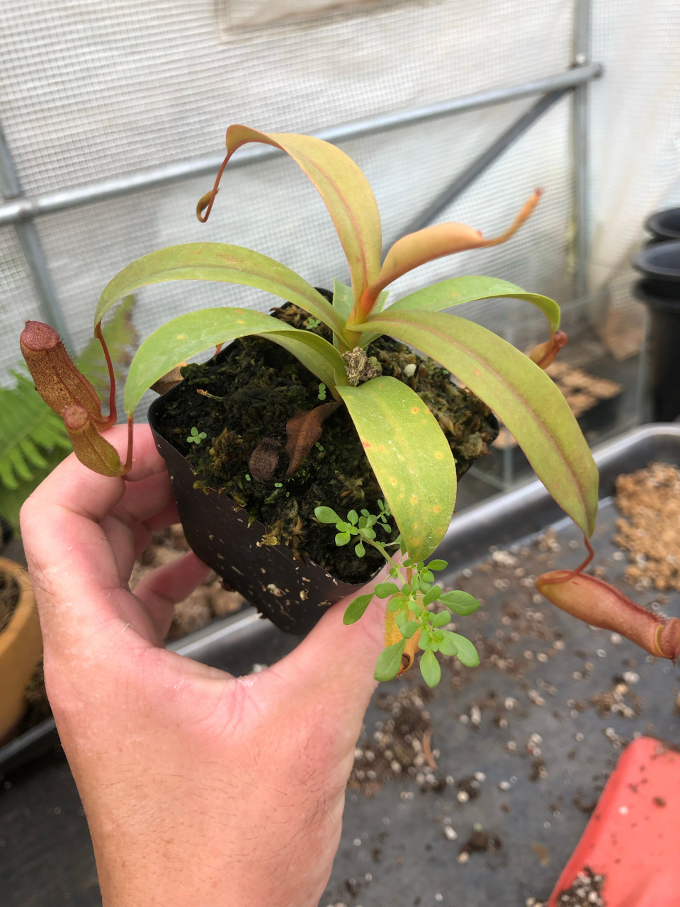 猪笼草的花语:猪笼入水 代代平安 而图片里的红灯猪笼草是最耐寒的