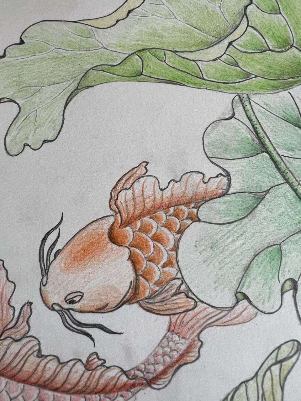 彩铅锦鲤上色96 含步骤拿去用吧～拖了很 16615先上个底色 你