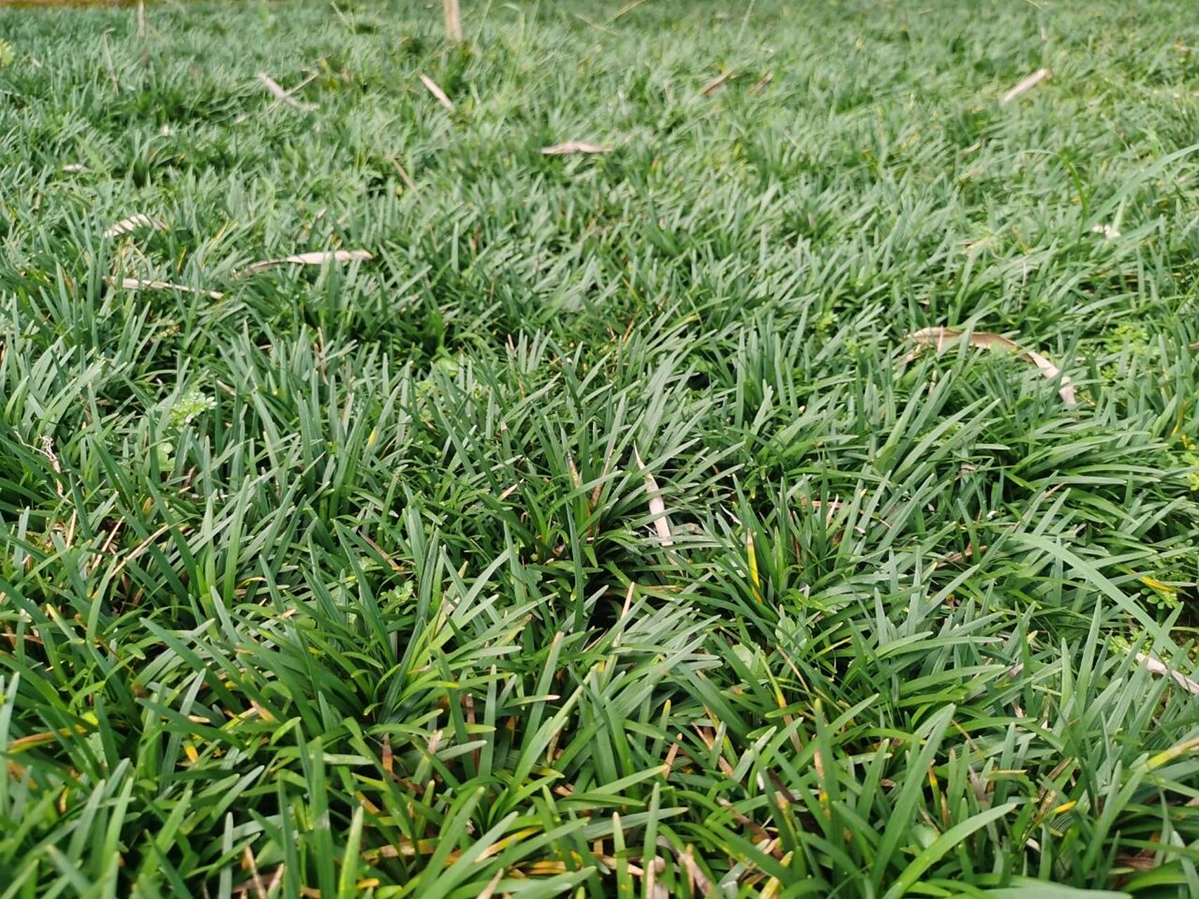 玉龙草又叫矮麦冬,四季常绿 玉龙草又叫矮麦冬,四季常绿,花园,庭院