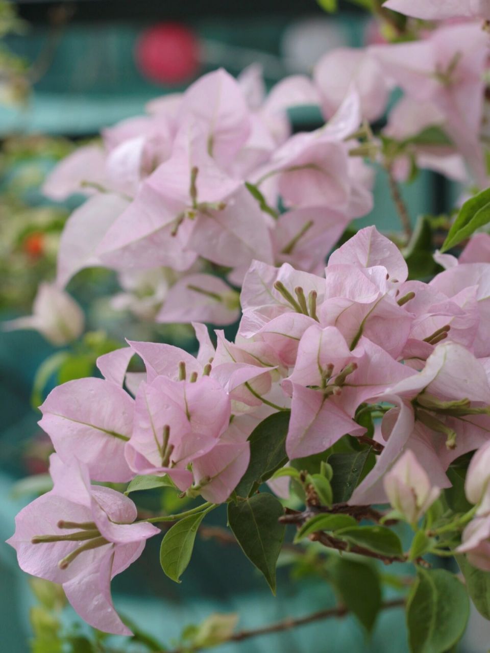 粉色系仙女三角梅-粉天使 粉天使的优点:花大,颜色仙,不掉花(风吹雨打