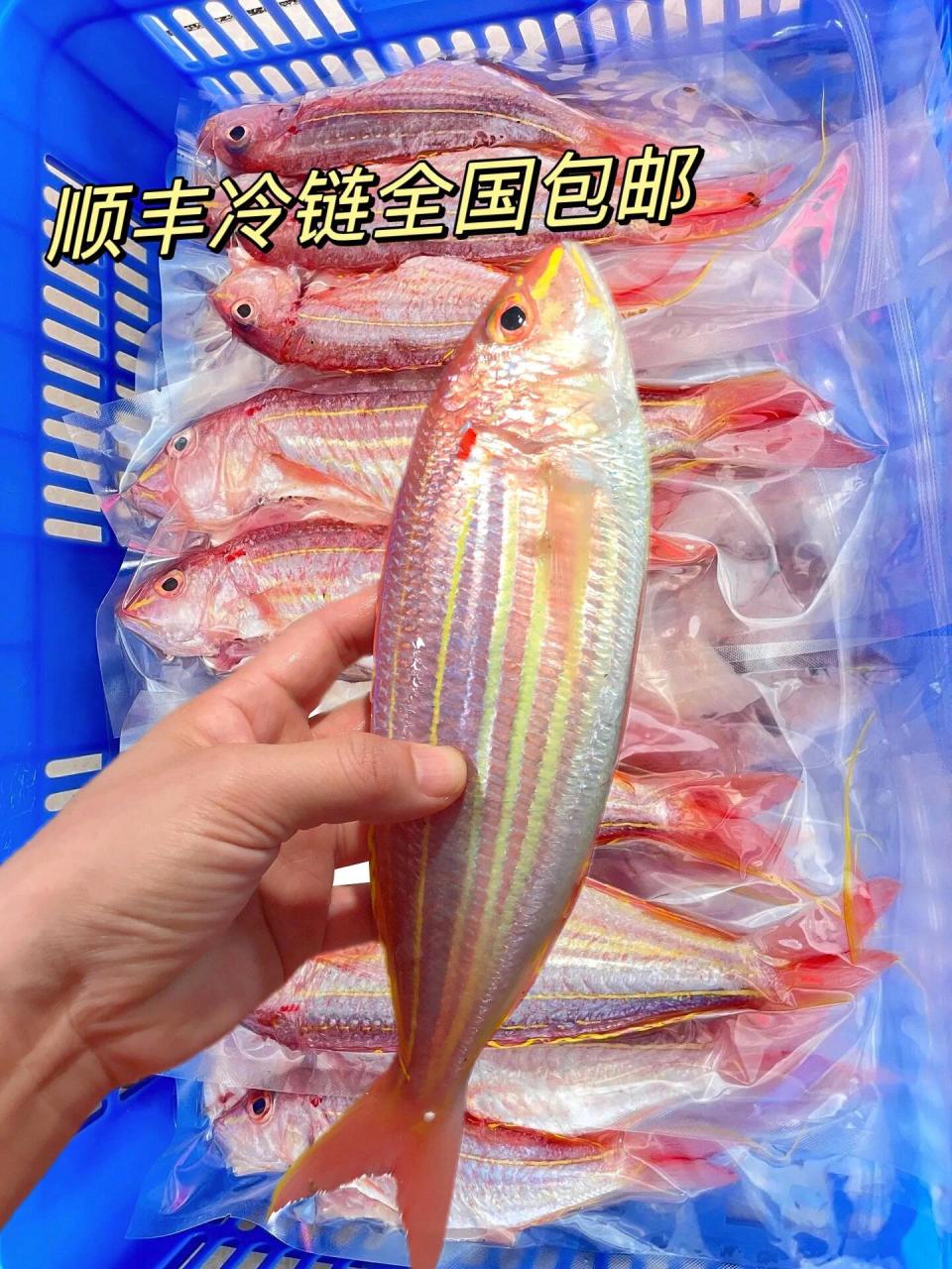 金线鱼,又称红杉鱼,黄线鱼,是一种生活在海洋中的珍贵鱼类.