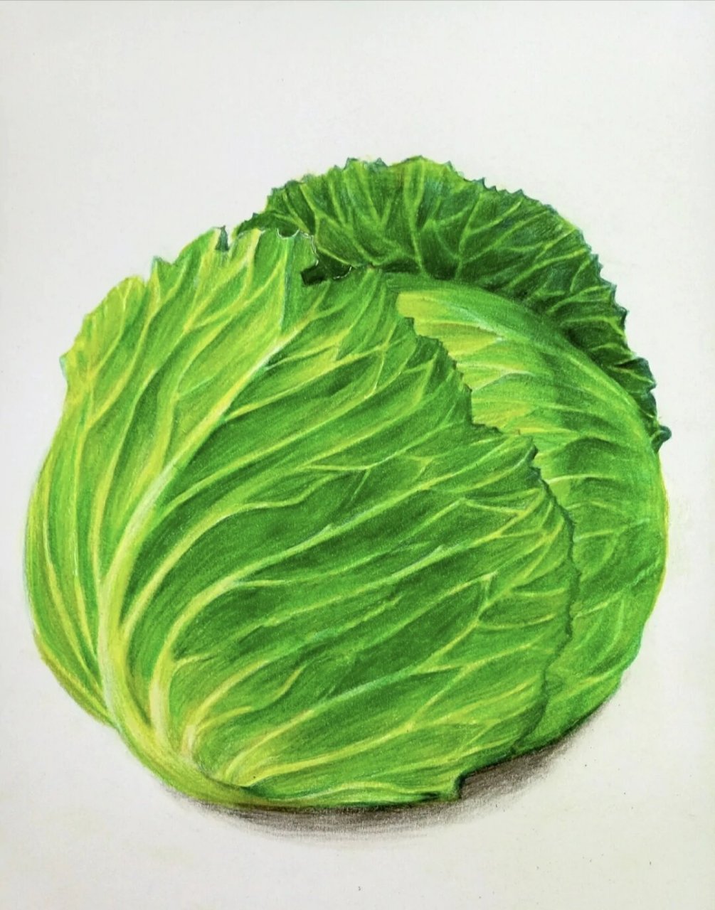 卷心菜   彩铅画卷心菜