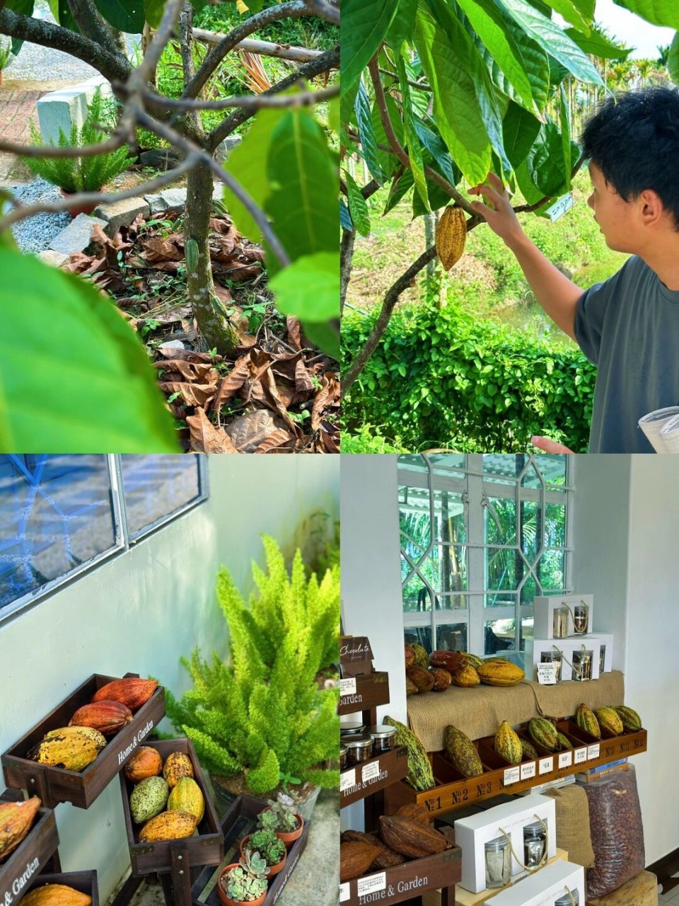 兴隆treeco可可种植园 treeco可可种植园95 小老师耐心讲解 可可树