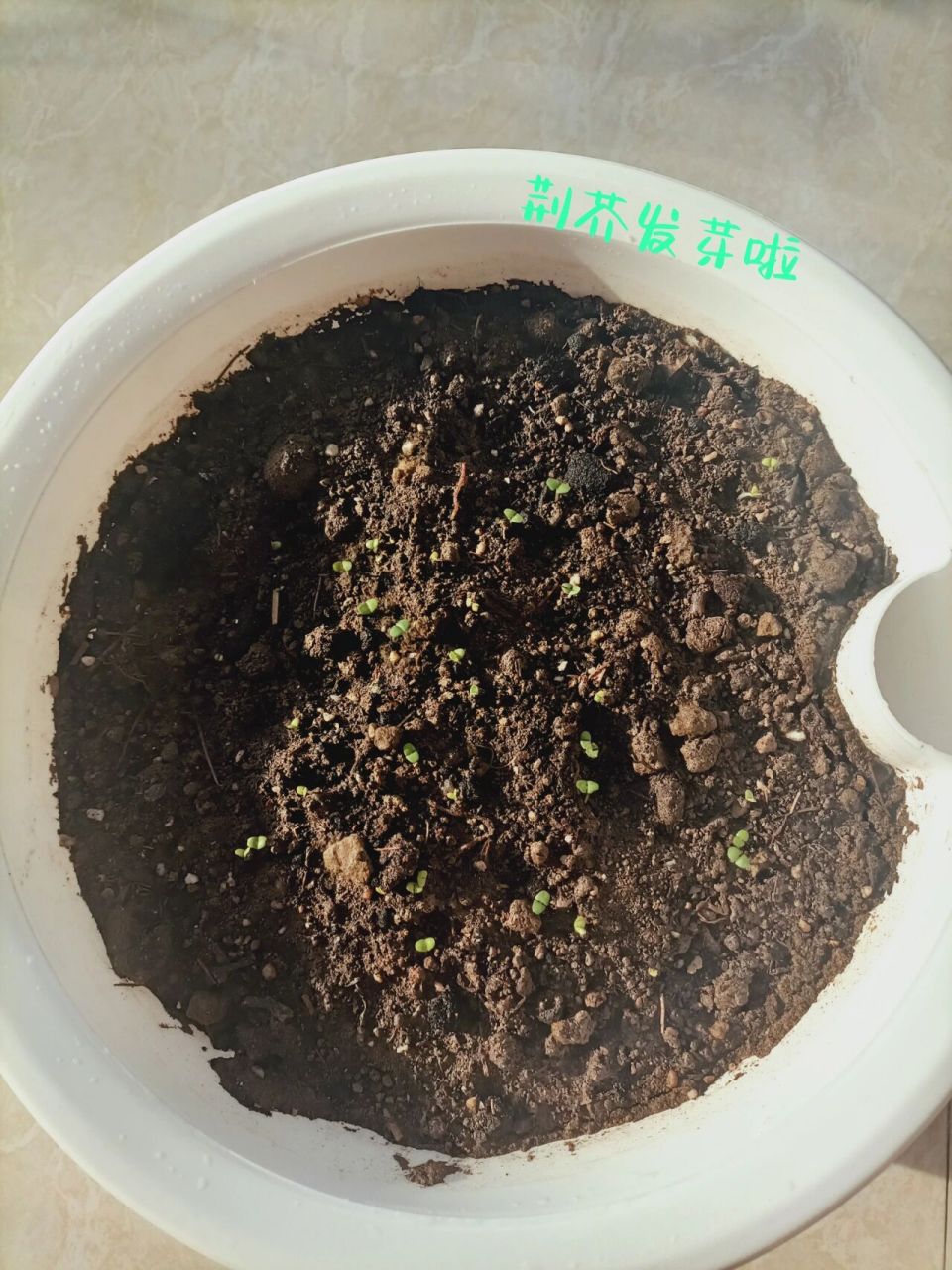 大概有一个星期左右吧! 播种的荆芥终于发芽啦!大概有一个星期左右吧!