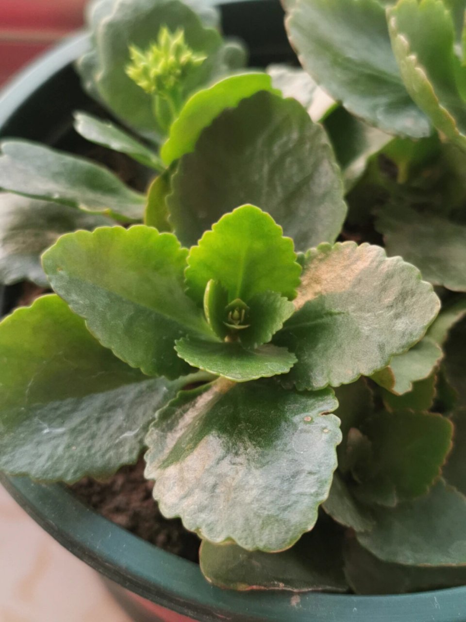 长寿花花芽分化与孕蕾 很多花友都在问长寿花长花苞是什么样子,这都是