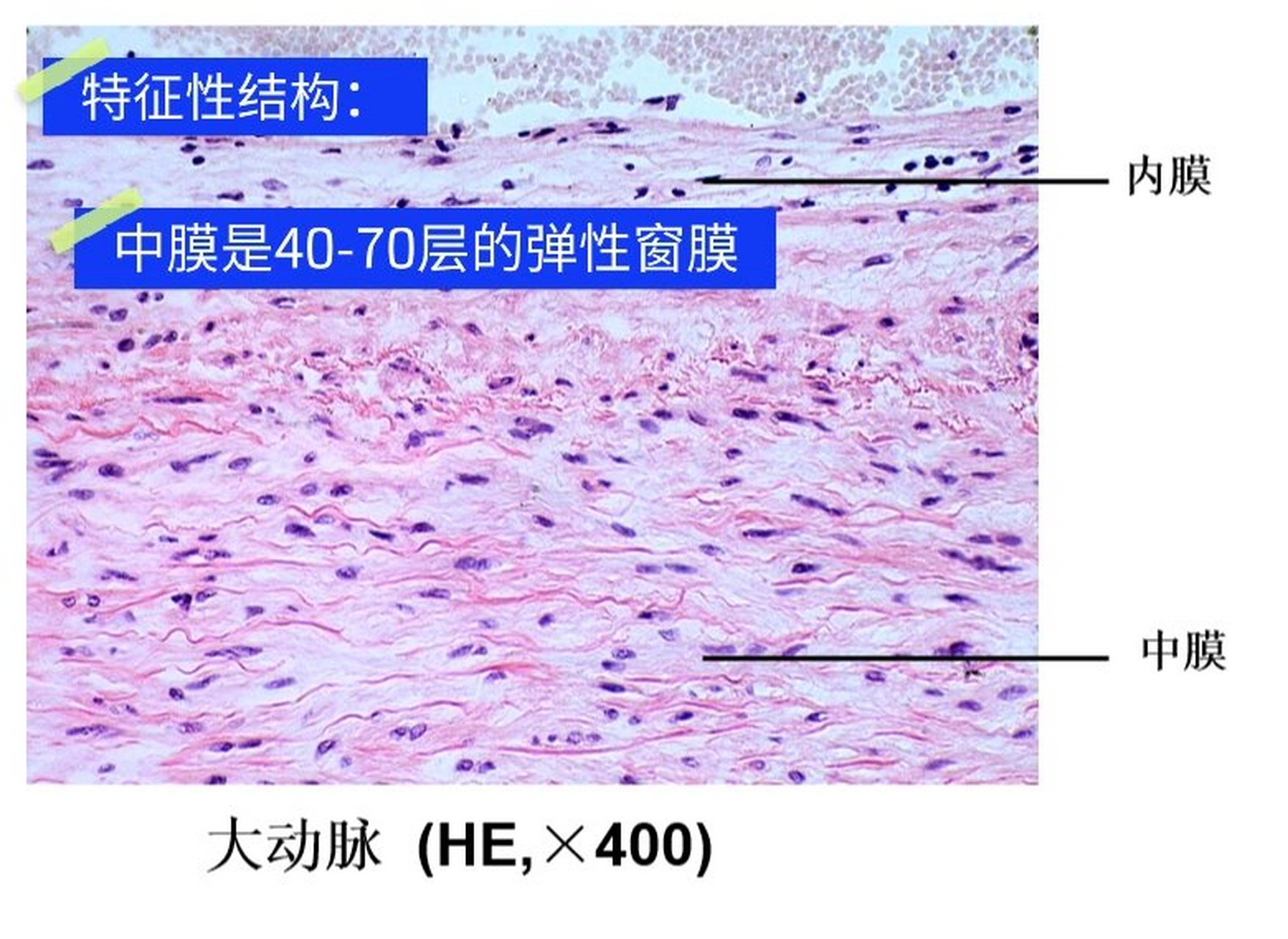 小静脉光镜图图片