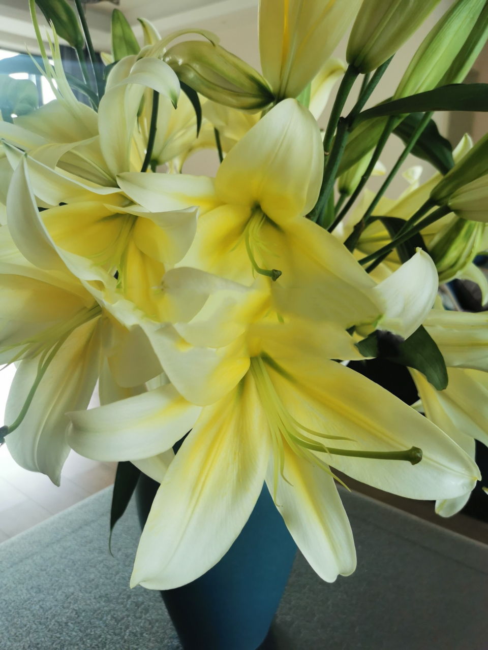 a级多头黄金甲百合 a级多头黄金甲,开花直径远超30cm,杆子粗,花苞又大