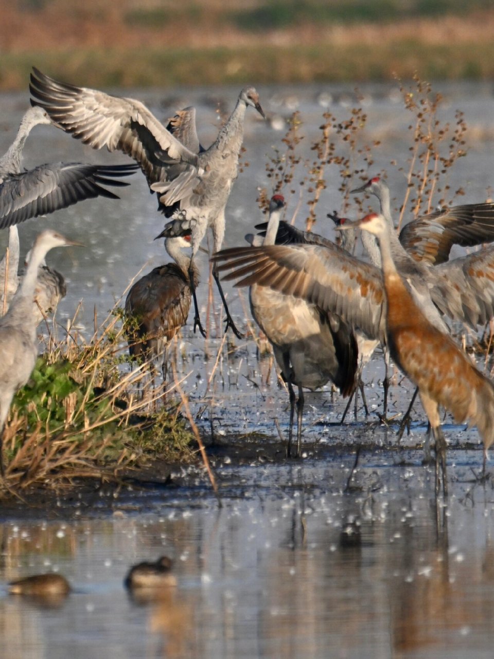 晨之舞者:沙丘鹤(sandhill cranes) 沙丘鹤(学名:grus canadensis)为