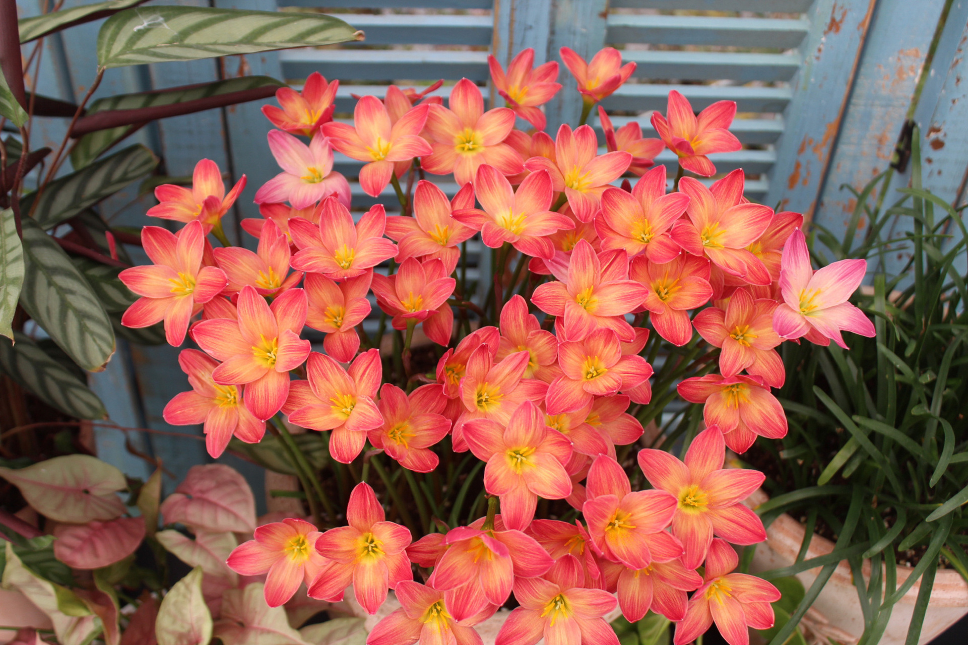夏天全日照大水大肥养护的植物——风雨兰 风雨兰"钦达"/"查尼达"