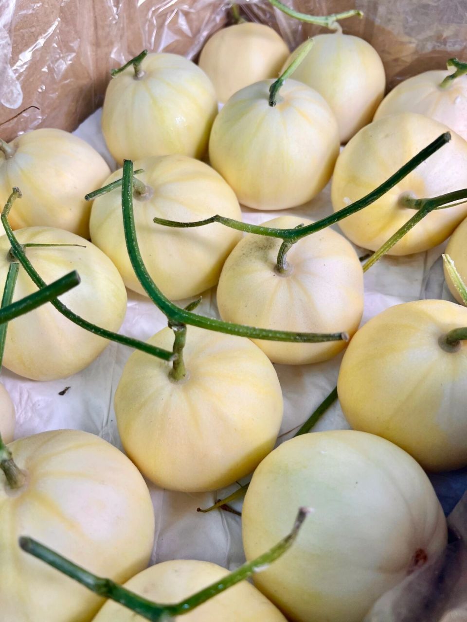 98「白糖罐61甜瓜」 口感脆甜 瓜味浓厚 嘎嘎甜的白糖罐 实力圈粉