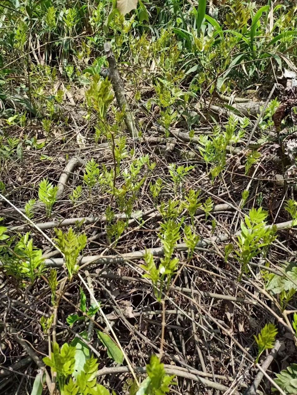 莓茶的样子图片