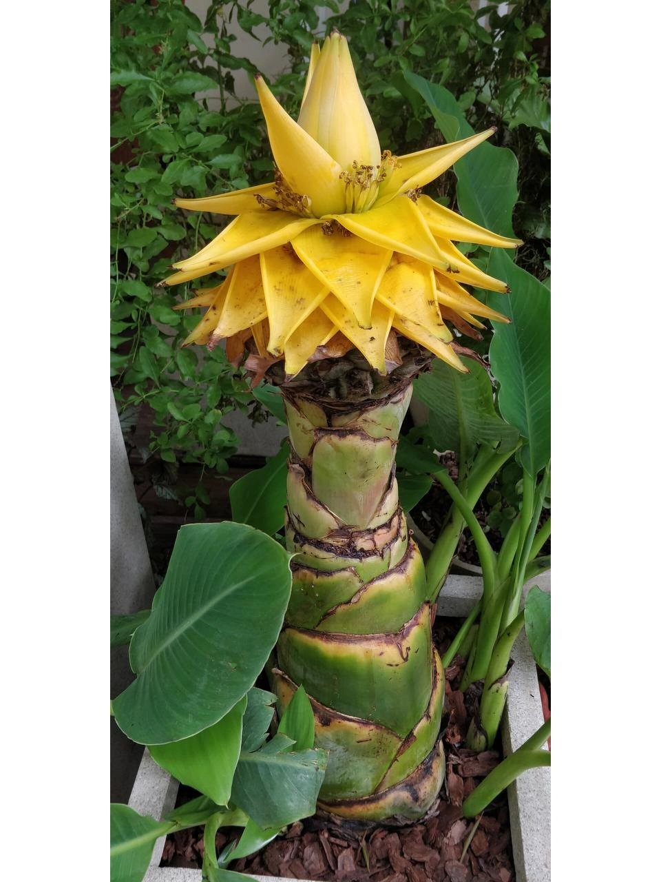 佛教圣花(地涌金莲) 滇中有奇葩 高不盈数尺 碧叶如芭蕉 假茎生荷花