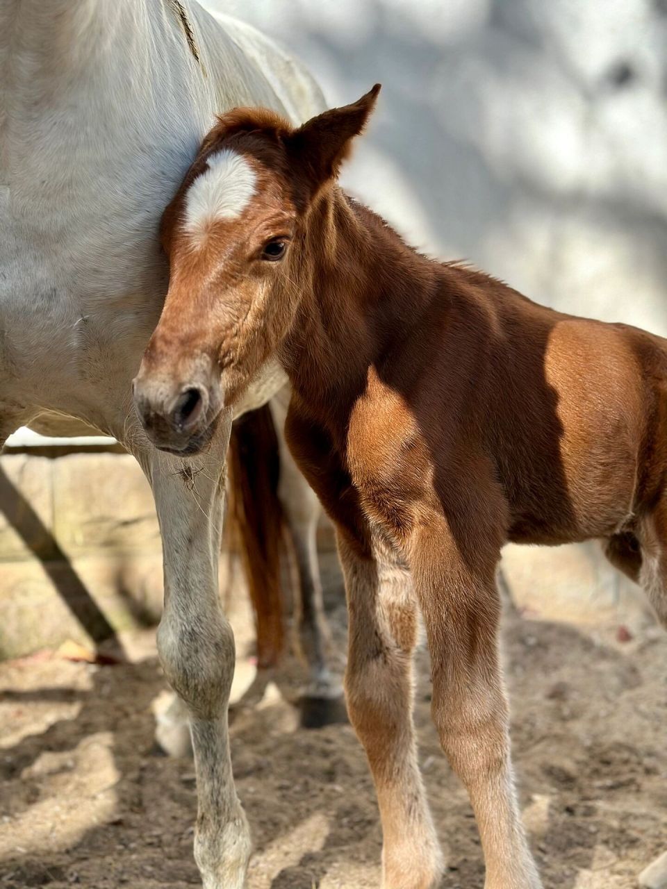 图九必看9799每个小孩童年都有张光屁股照片 冬至