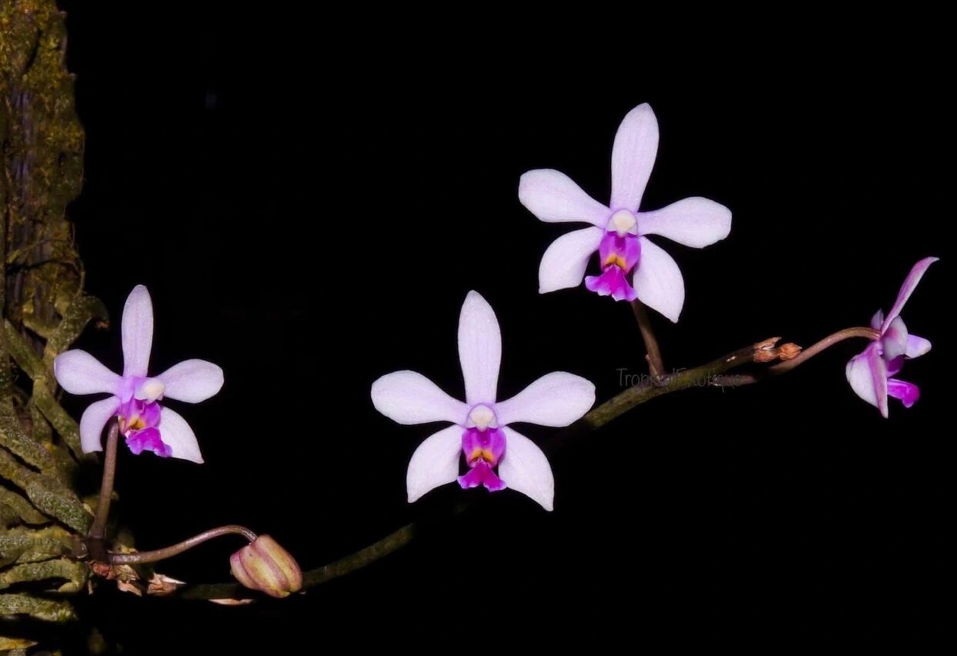 94华西蝴蝶兰phalaenopsis wilsonii 94 727272 华西蝴蝶兰