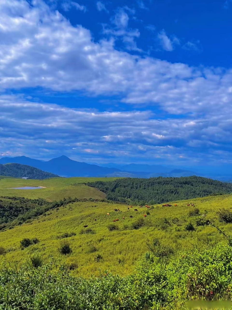 【腾冲东山草原碧草连天 美景如画】盛夏,云南保山腾冲市东山草原迎来