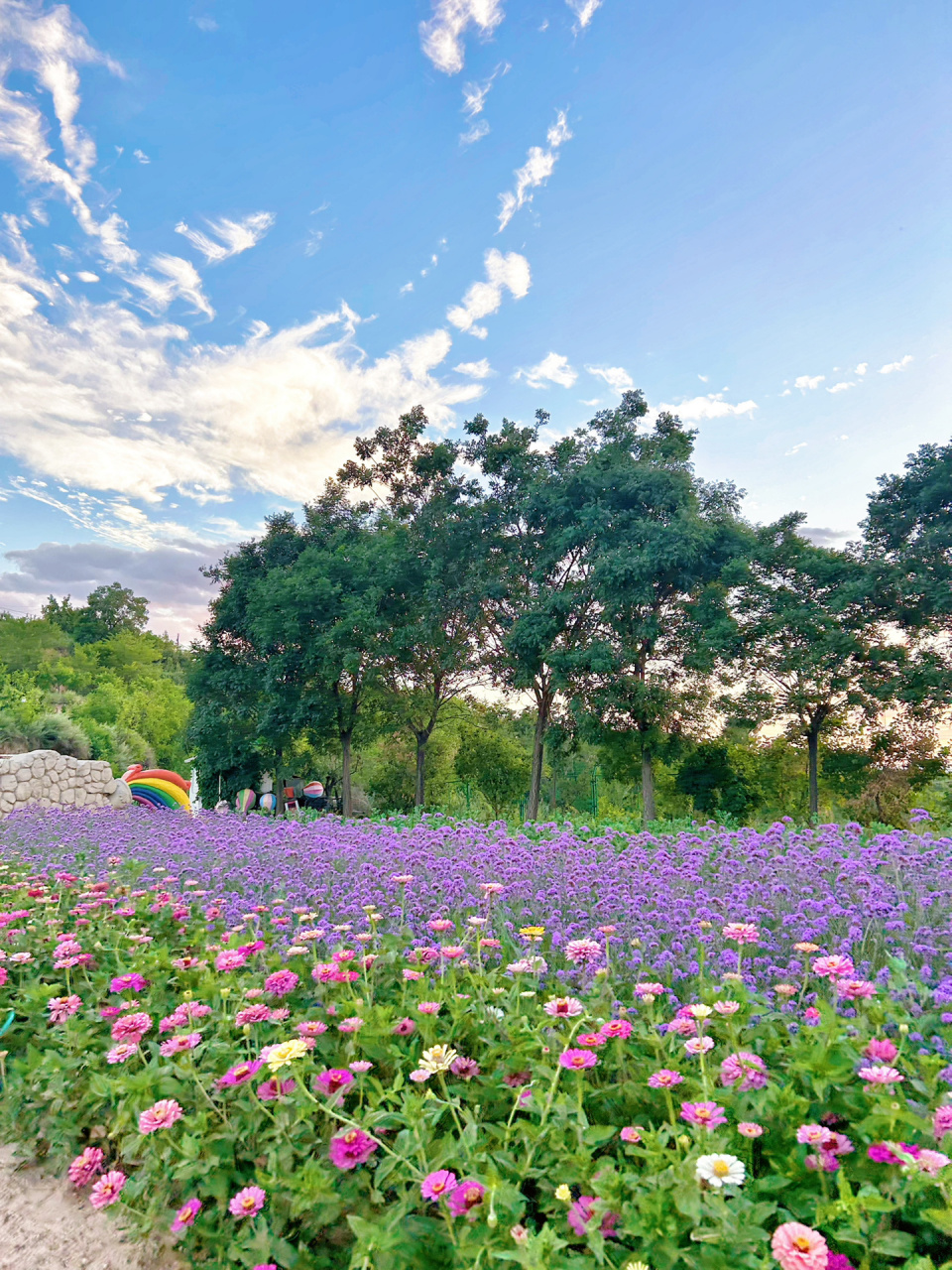 太原紫色花海90看日落绝佳地 薰衣草庄园90每次去都会被美景震撼