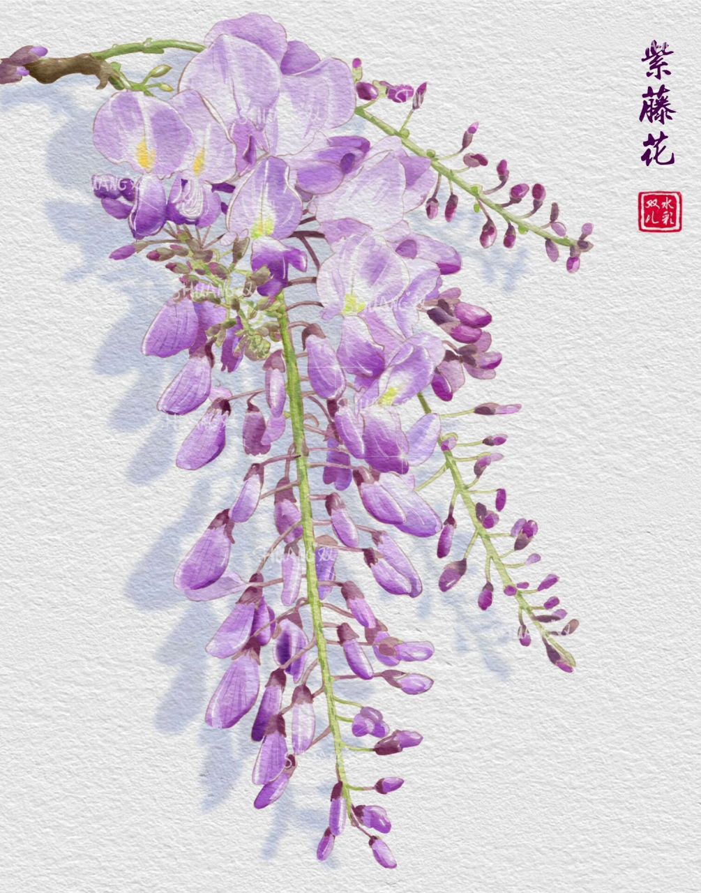 ipad水彩教程|花卉图鉴|紫藤花 又到紫藤花的季节了 流口水00 图片