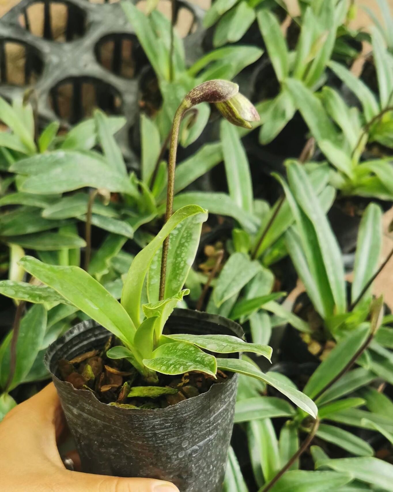 兰科——兜兰 红旗兜兰|兰科,兜兰属陆生植物花语寓意:是勤俭节约