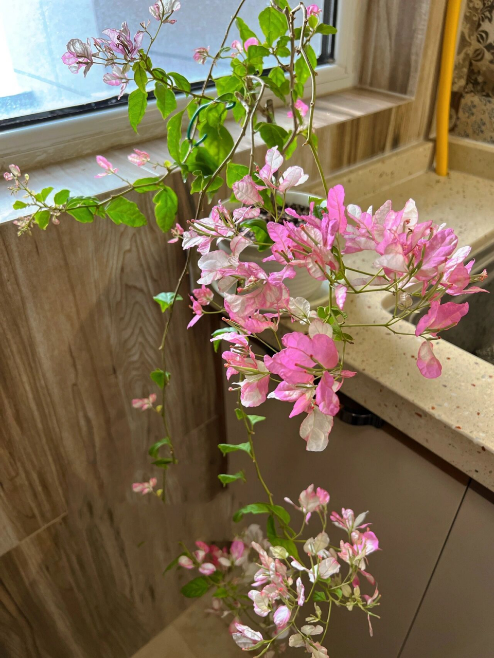 三角梅红樱蝶太仙了0269♀15 宝贝们,答应我一定要养一棵垂钓的