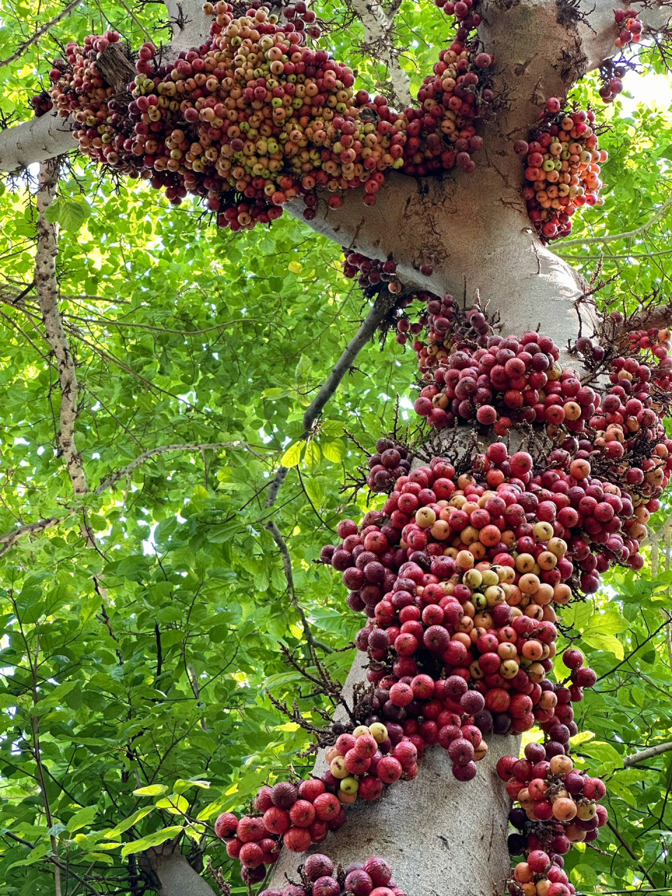 百年年树龄无花果(大叶榕) 泰国冬天 也可以多姿多彩,这应该是热带的