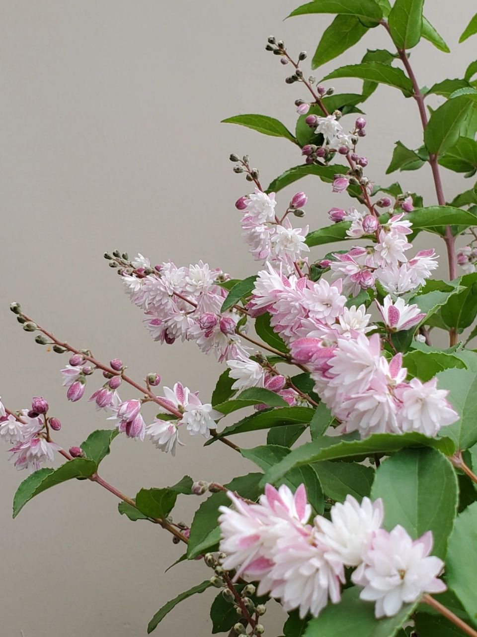 耐半阴的花灌木——重瓣溲疏 落叶灌木,春季开花 体量比雪樱花雪绒花