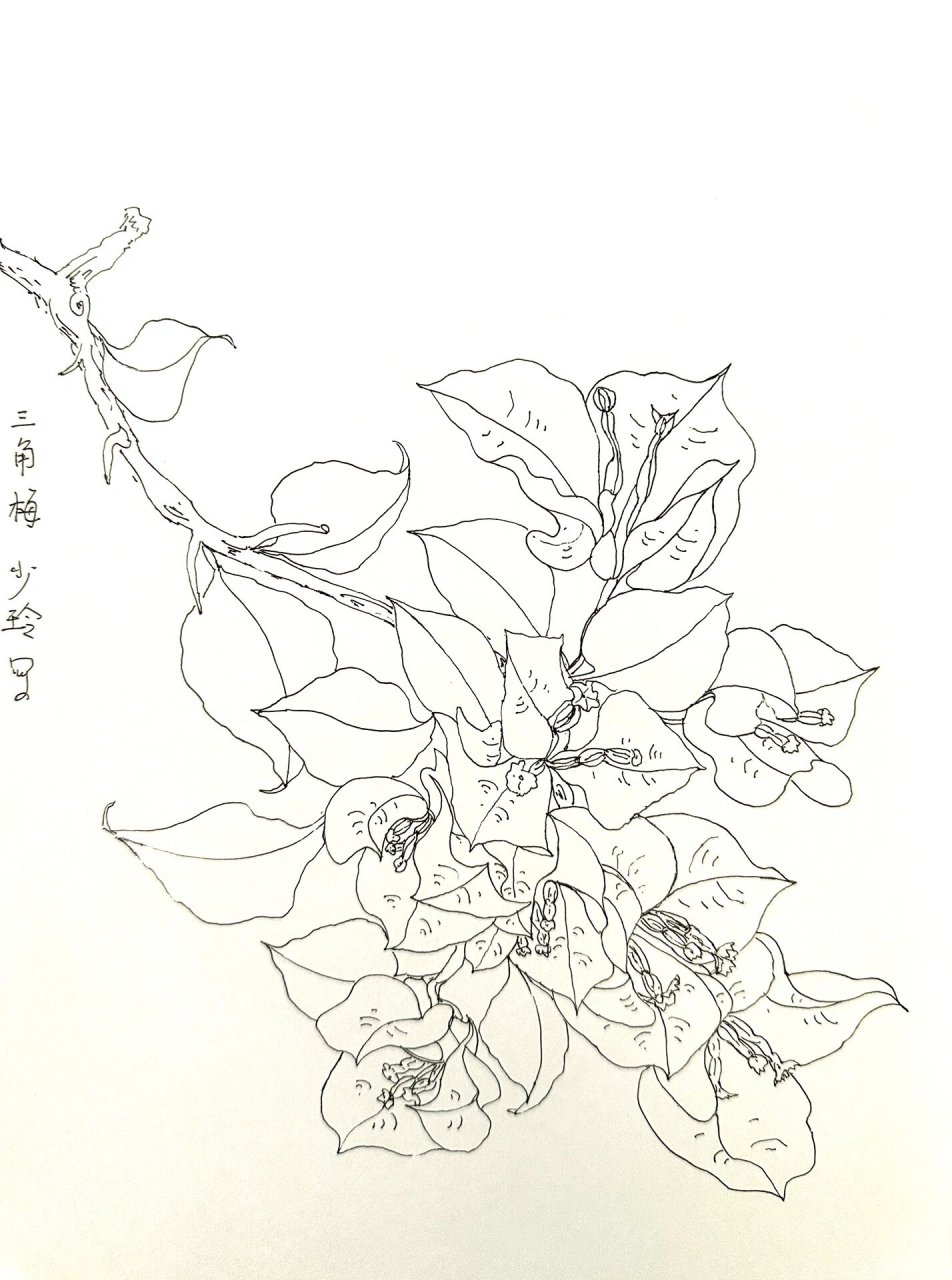 写生三角梅 白描 线描