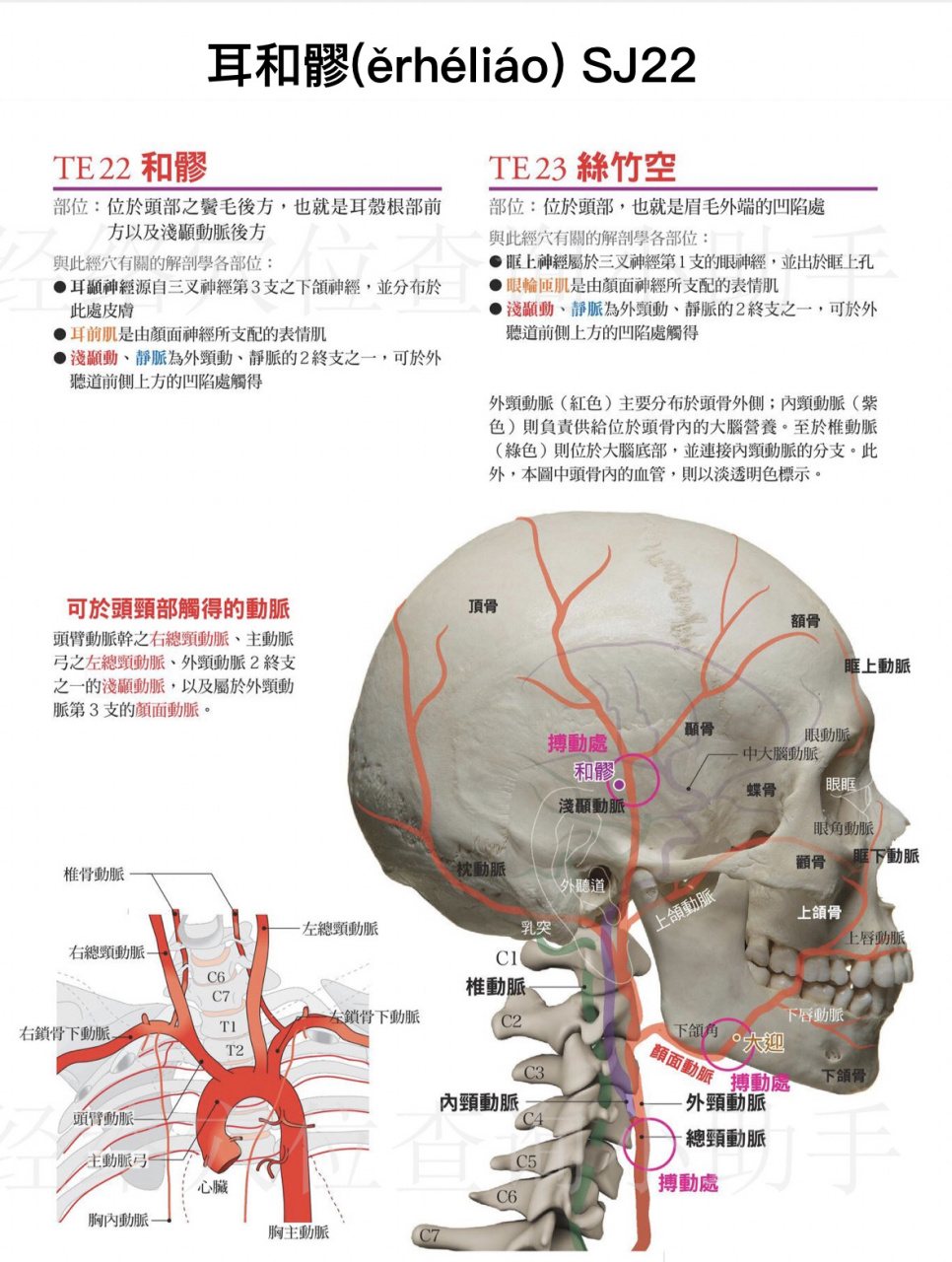 耳和髎穴(手少阳三焦经第22穴) 特定穴 否 【主治病症】 ①头痛,耳鸣