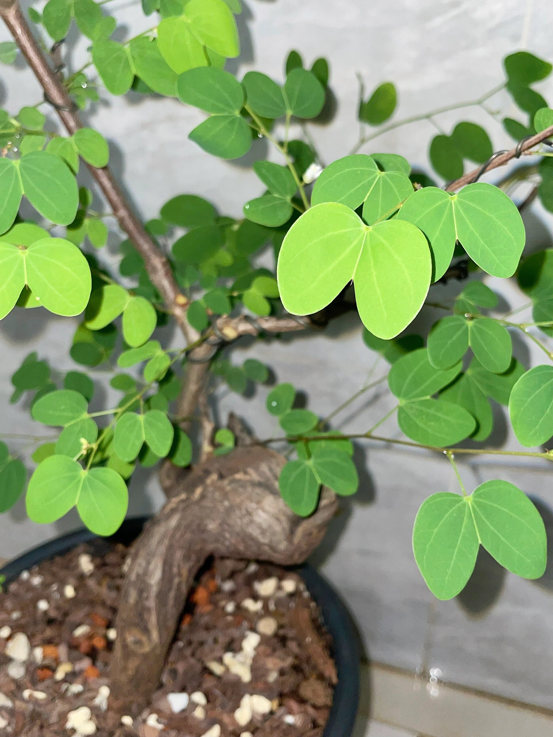 鞍叶羊蹄甲 bauhinia brachycarpa 本土的一种小叶羊蹄甲