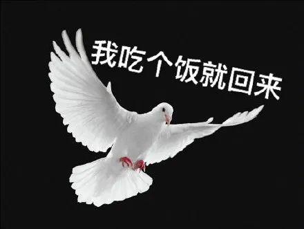 有哪些关于鸽子的表情包