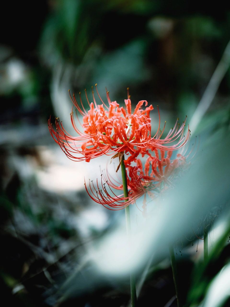 91|曼珠沙华/彼岸花/石蒜 夏末秋初之时,妈妈在菜园发现了彼岸花,不