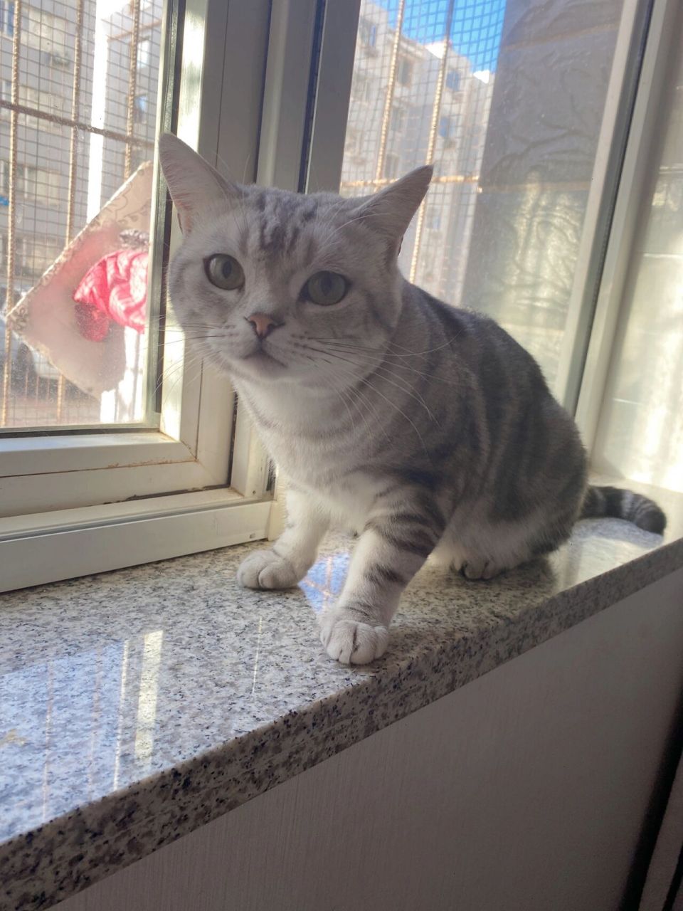 虎斑猫 舅舅家的虎斑猫,是个弟弟,毛色好好看啊,比正常虎斑猫颜色浅