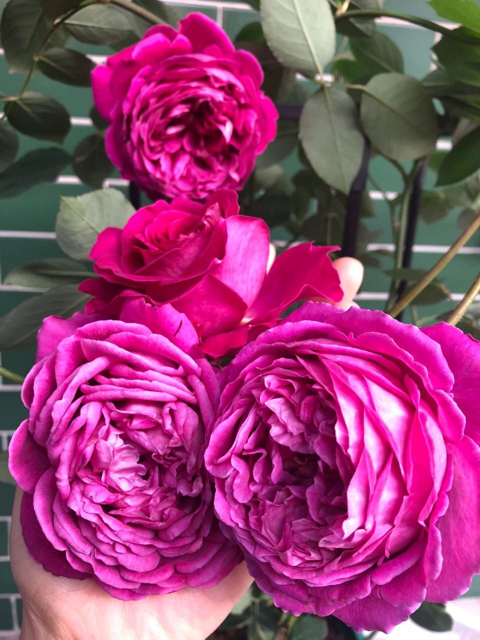 芳香花园月季 优点:花型好看,花色鲜艳,香味浓郁,长势强健,勤花,夏天