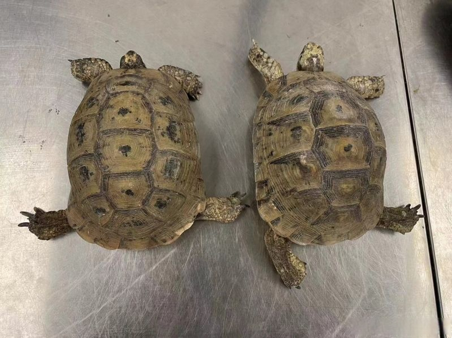 【男子携带104条活体蛇入境被查!