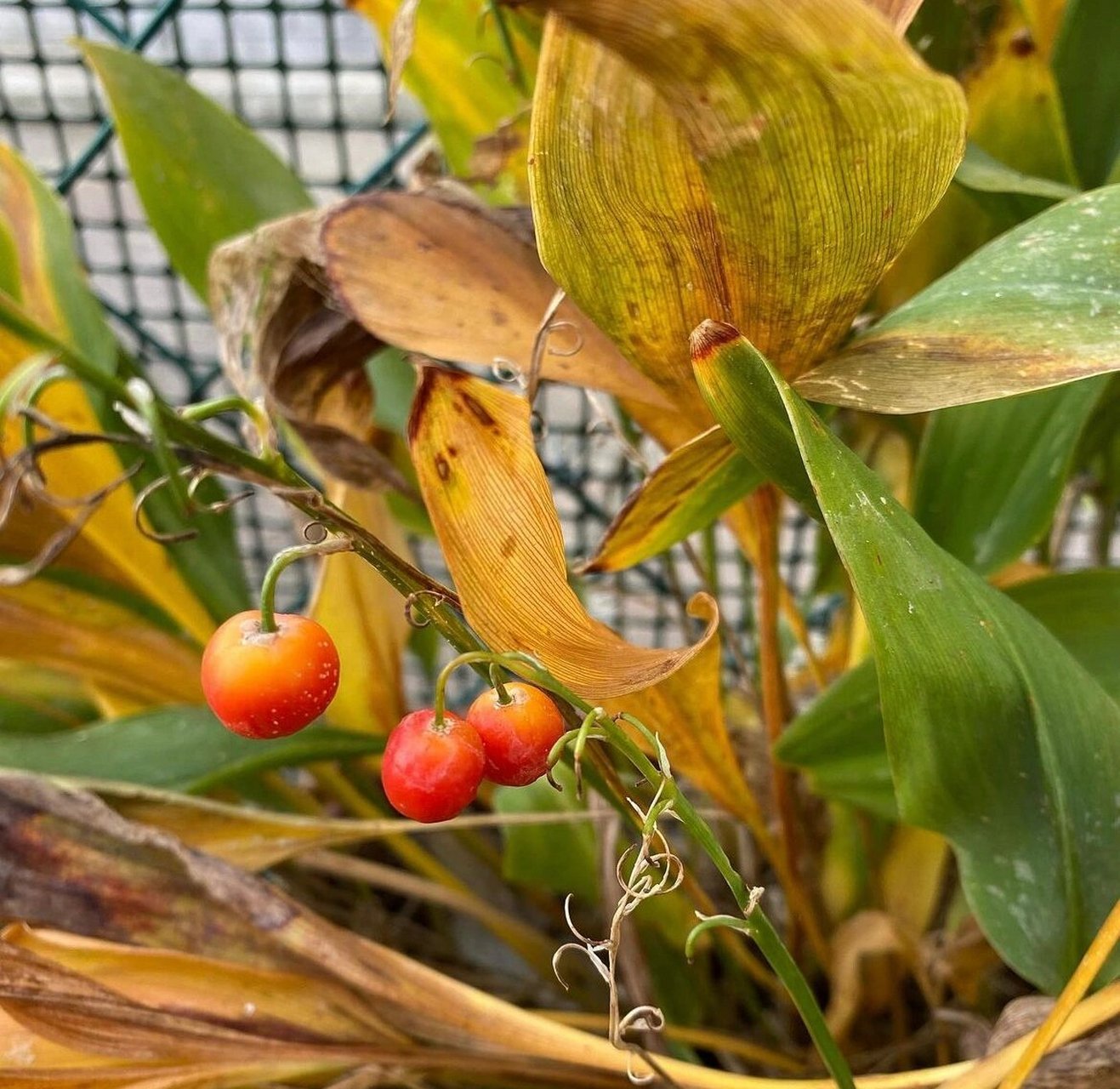 这可能是你们没见过的铃兰的果子