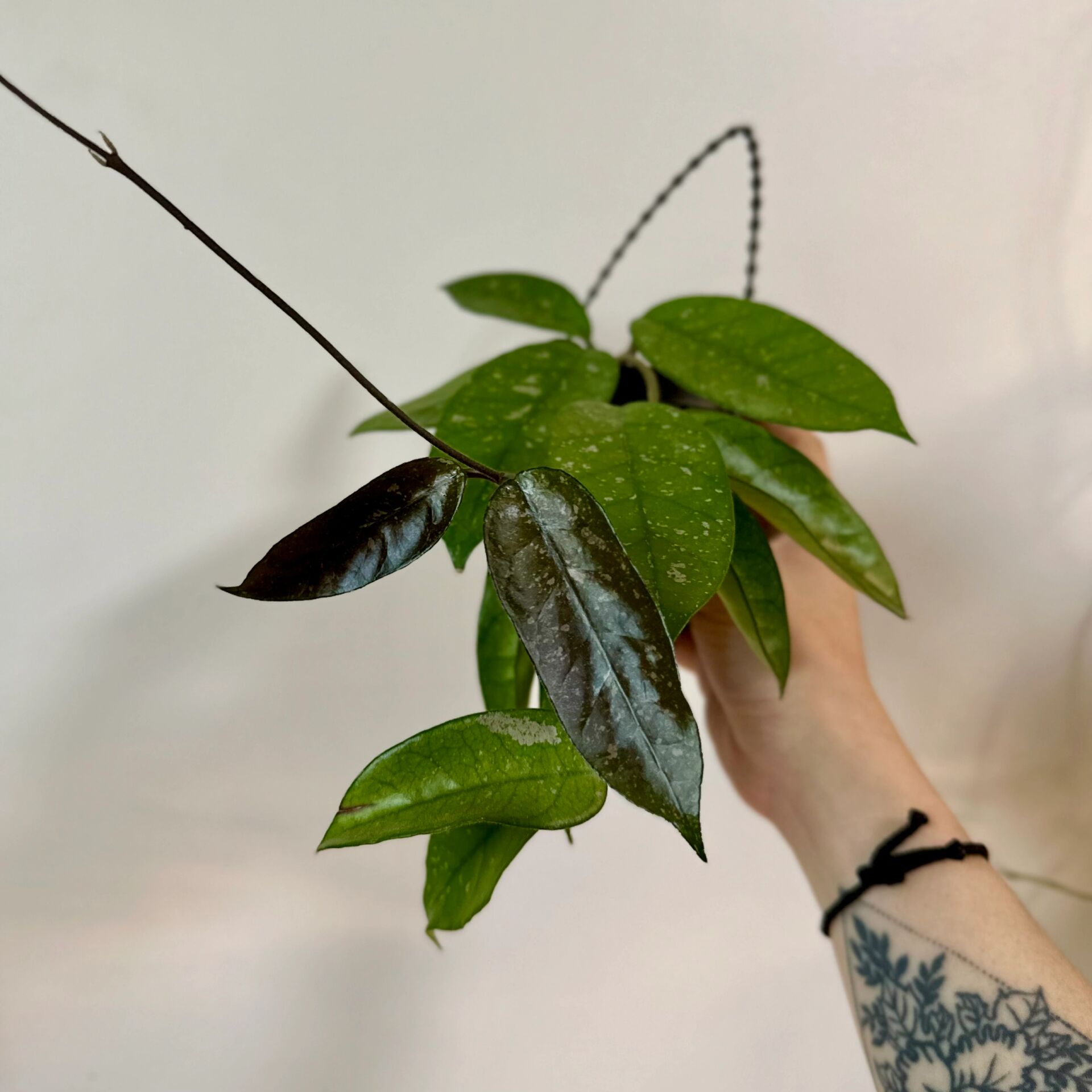 牧羊球兰开花 夏夜长了新叶