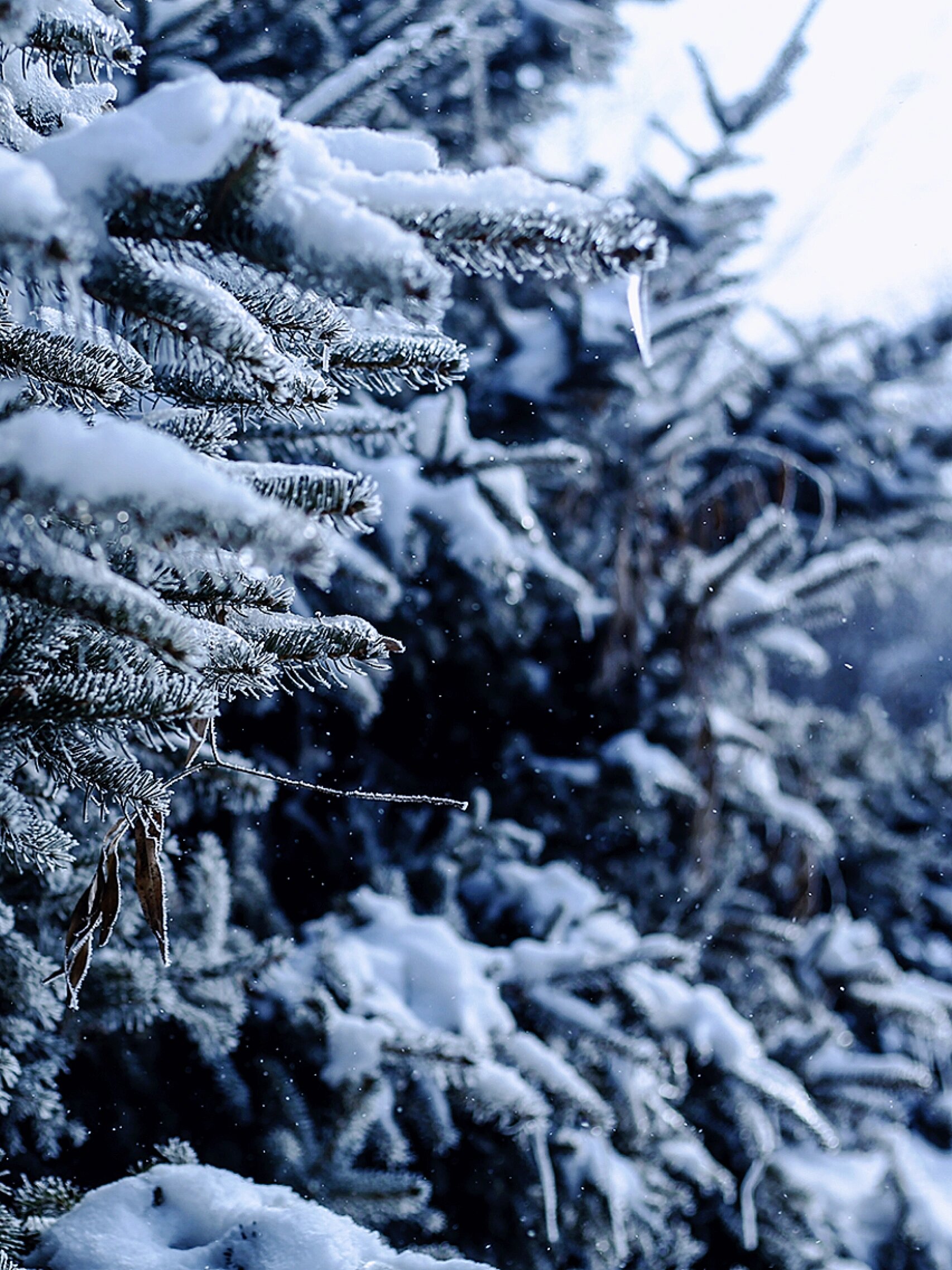 雪后松树图片大全图片