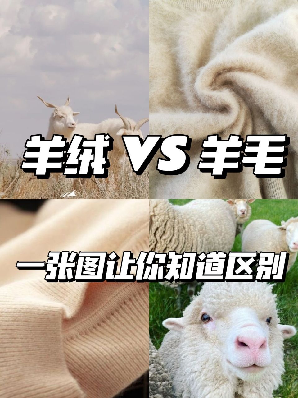一张图看懂羊绒和羊毛的区别 秋冬季到了,又到了羊绒衫,羊毛衫热卖的