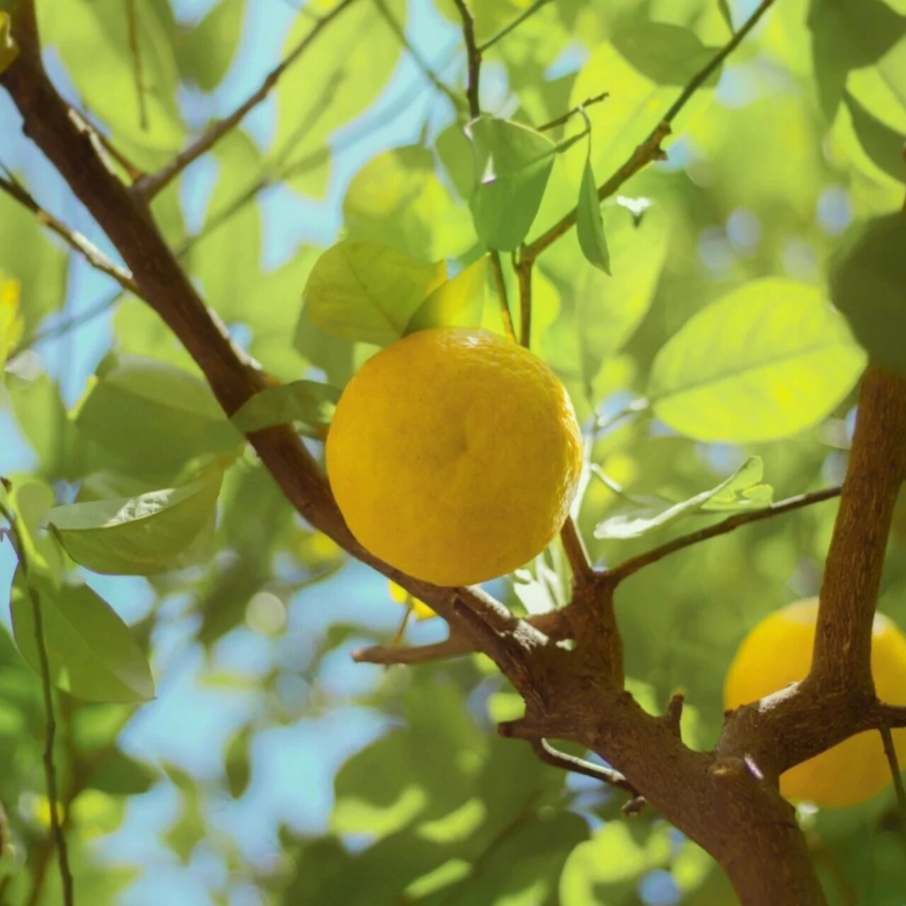 明亮清新的蓝绿色系情头 就喜欢这种低调的感觉